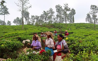 Beauty of Bhagamandala Tea Estate 