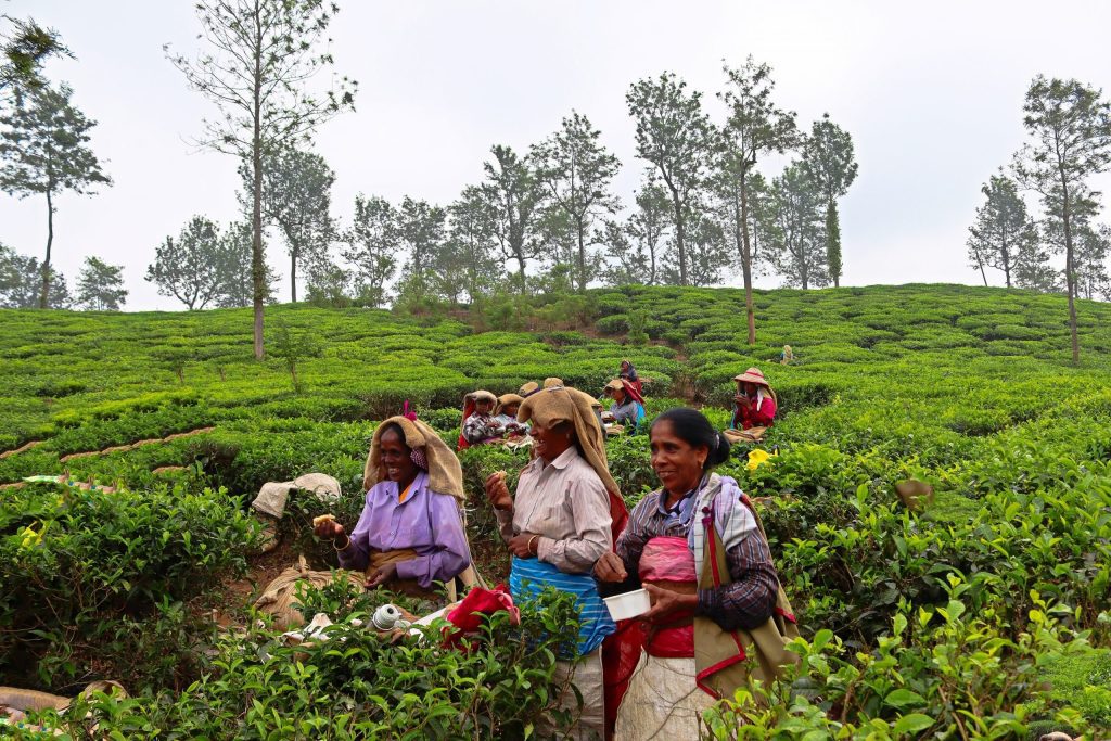  Bhagamandala Tea Estate