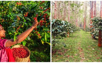 Coffee Plantations in Coorg  